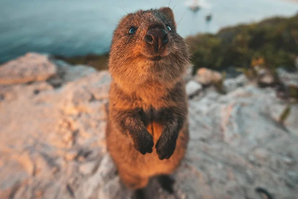 Rottnest Island
