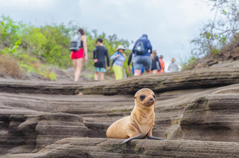 People observing a small sea lion in the Galapagos Islands