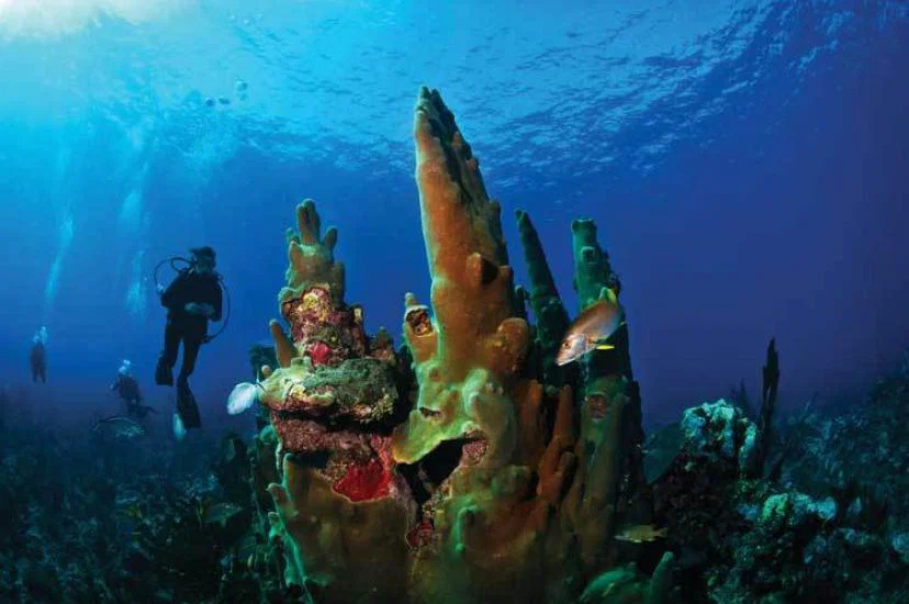 Belize-Barrier-Reef.jpg