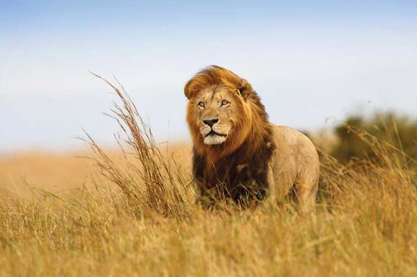 Lion on the savannah