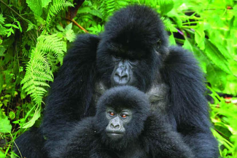 Dad and son Gorilla.jpg