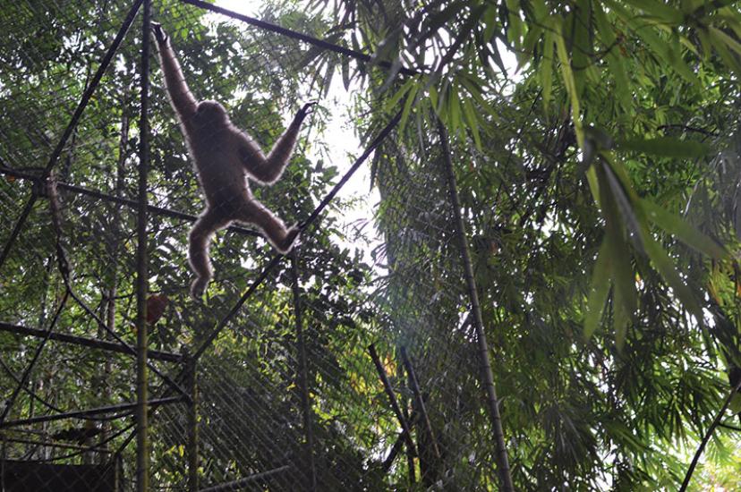 Gibbon.jpg