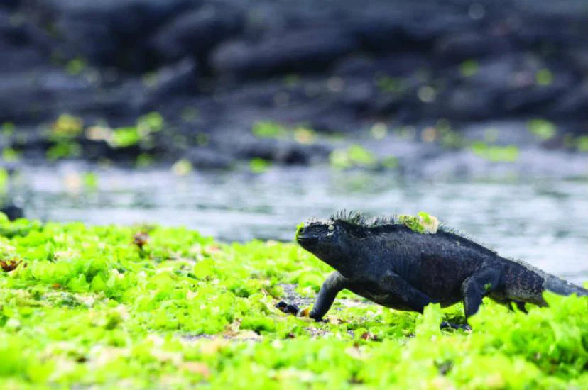 Marine iguana.JPG
