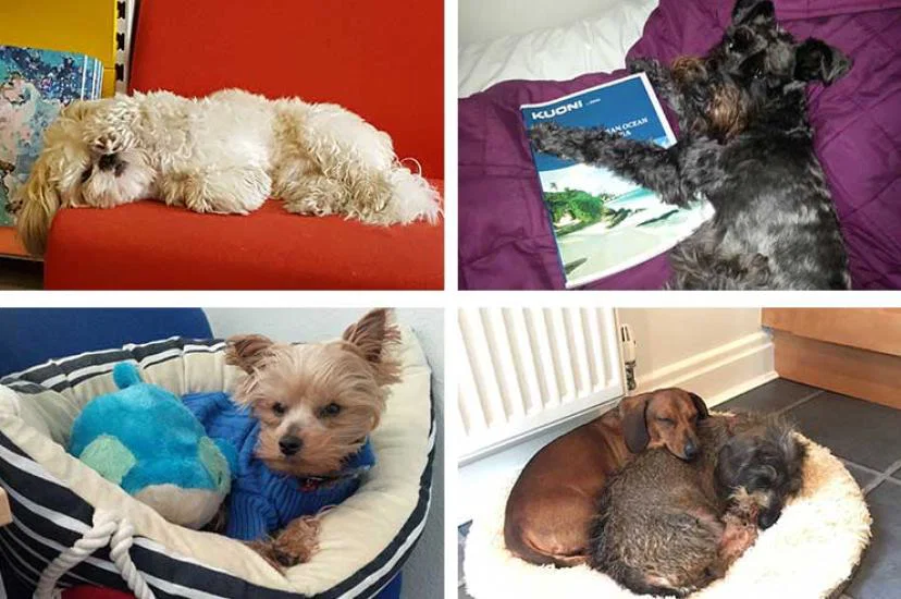 Office dogs