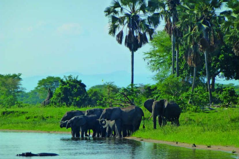 Malawi wildlife
