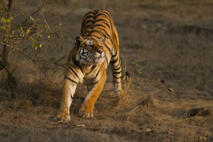 Bengal tiger
