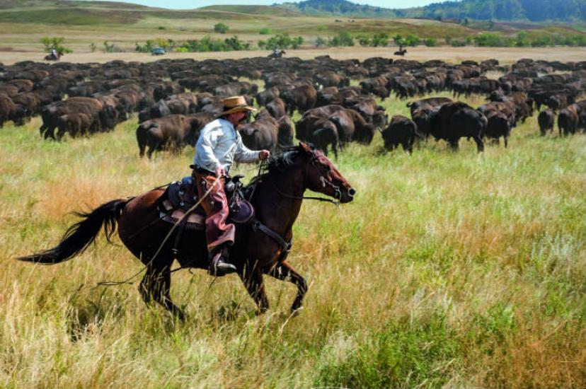 Buffalo Roundup