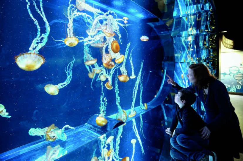 Family at Nausicaa aquarium in France