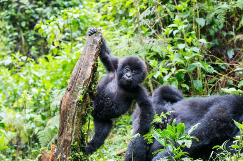 There are now 459 gorillas in Bwindi-Sarambwe