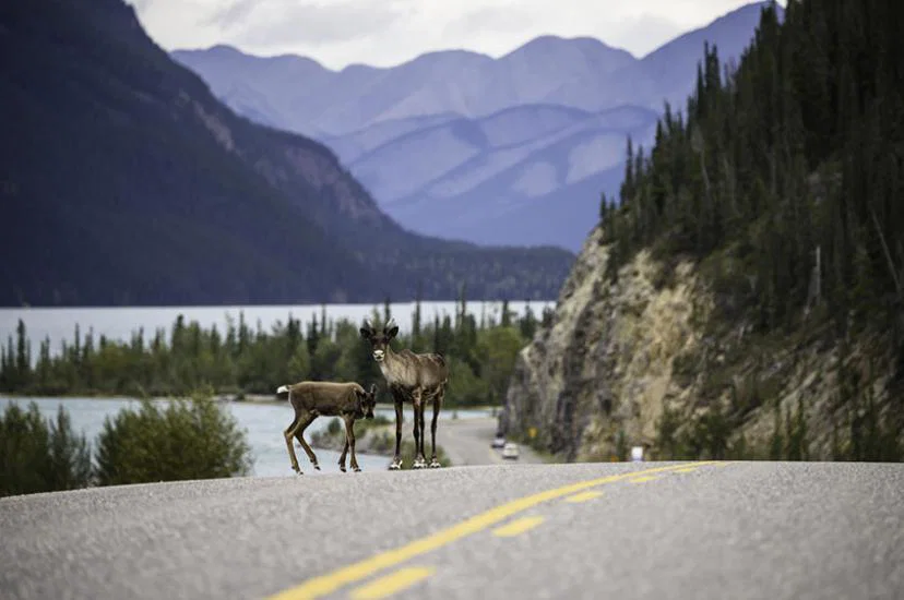 26350_-_Alaska_Highway_nr_Munch_Lake_PP_-_Credit_Destination.jpg
