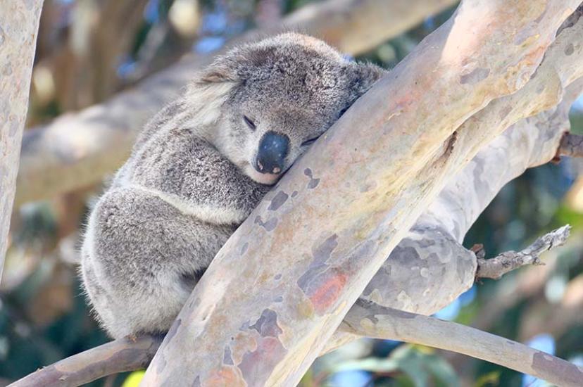 Australian Wildlife Journeys has a new experience that helps koalas recover from the bushfires