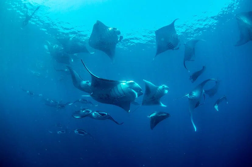 Mantas