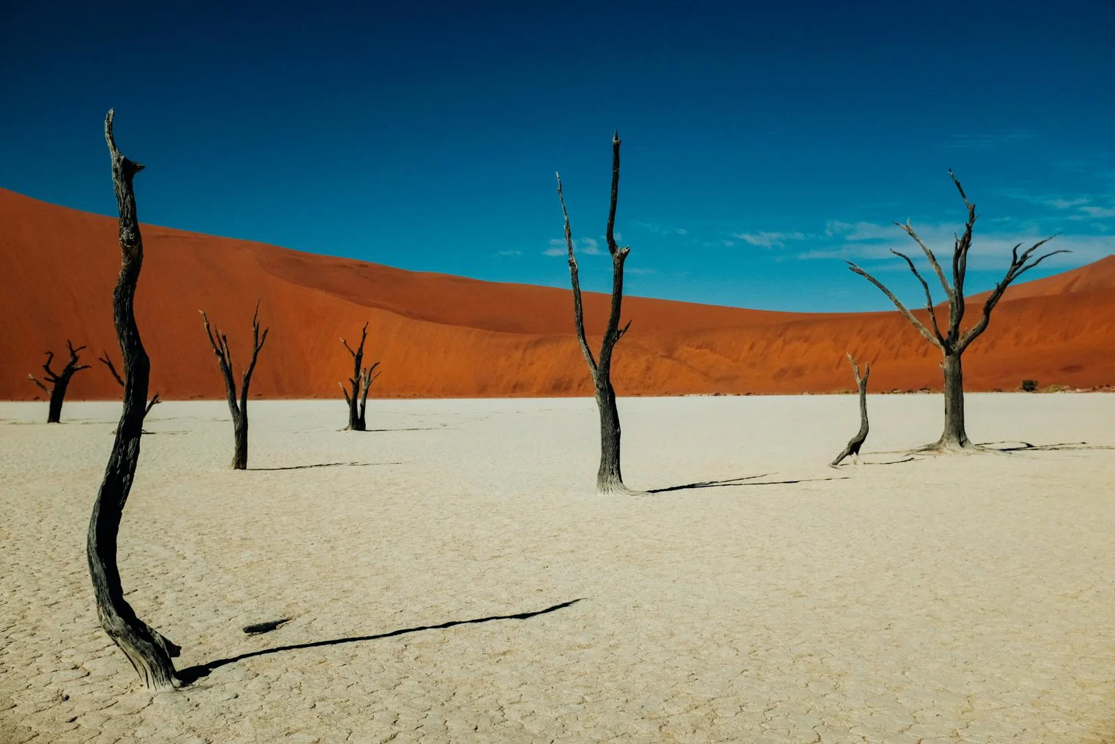 Withered trees in Deadvlei, Sossusvlei, Namibia