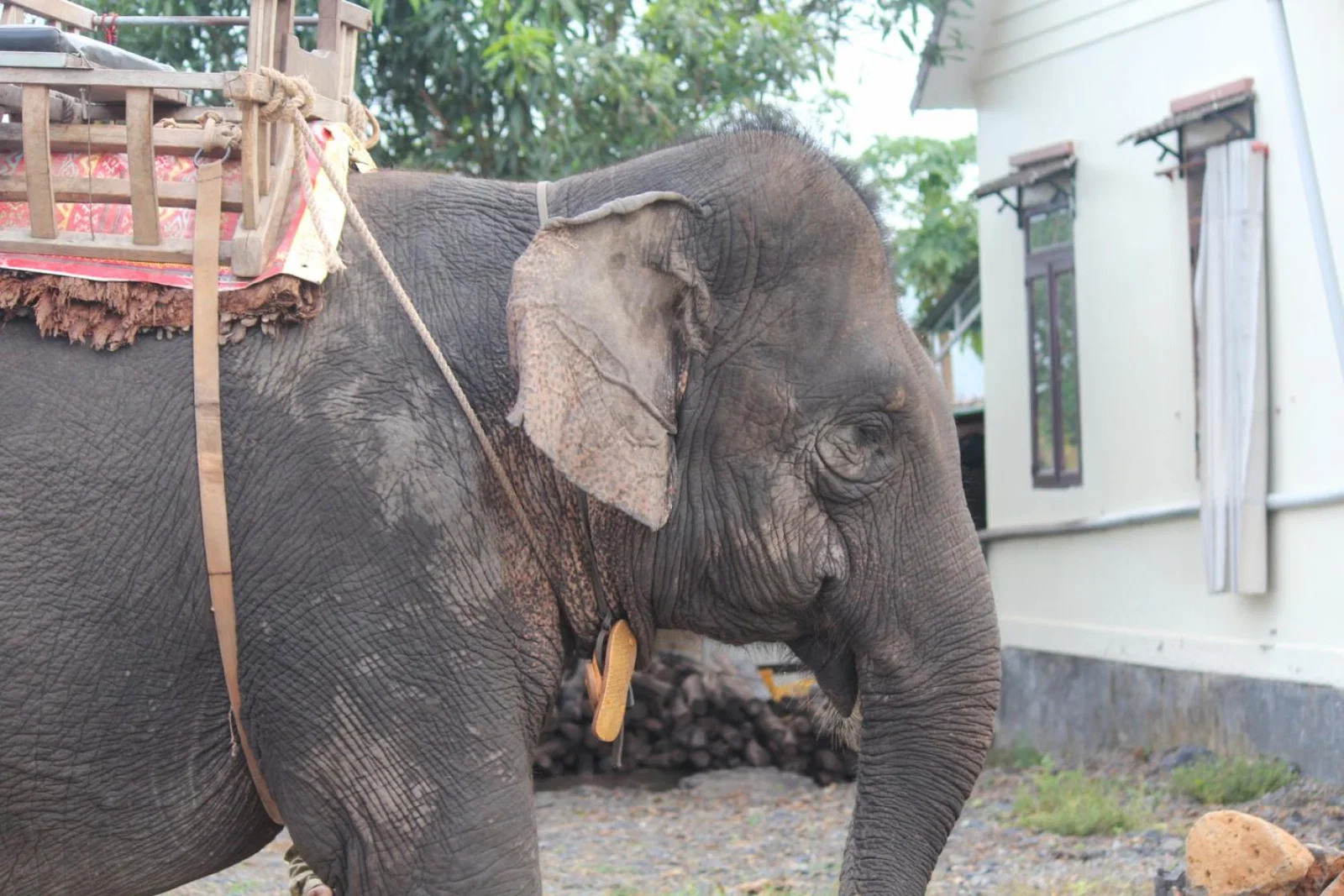 Elephant Ta Nuon was rescued from a riding camp in Vietnam