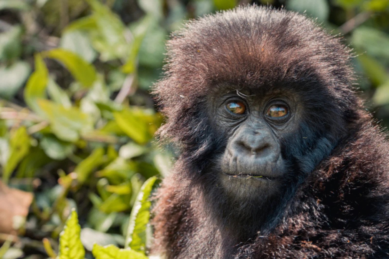 Gorilla