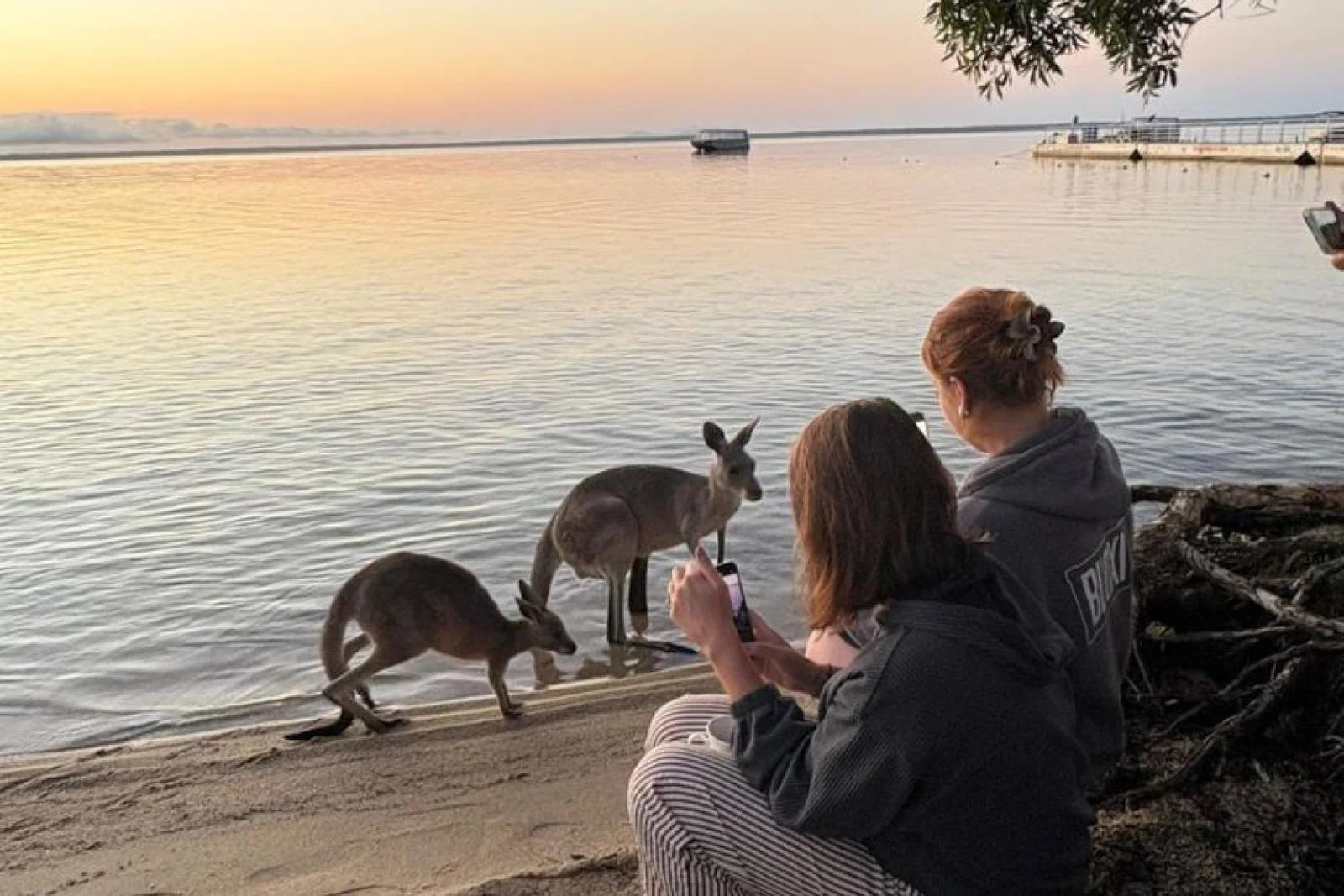Kangaroos at sunrise in Noosa