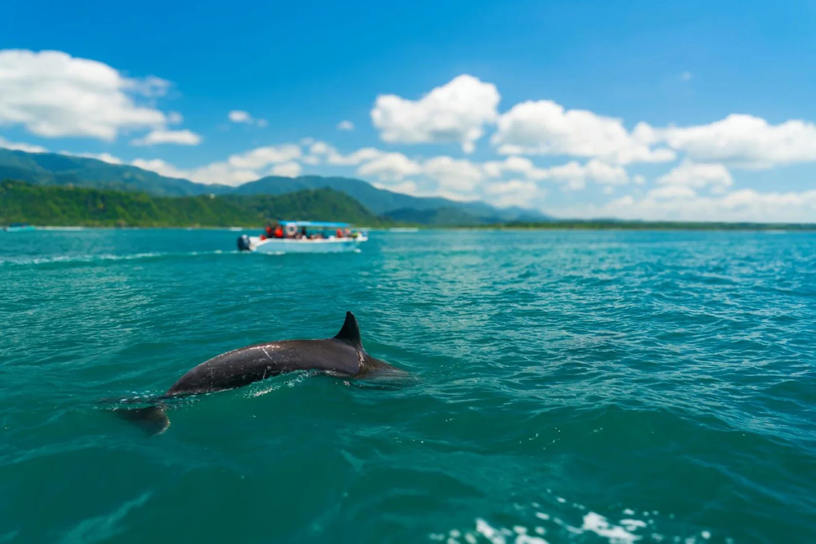 A group observes a dolphin from a distance