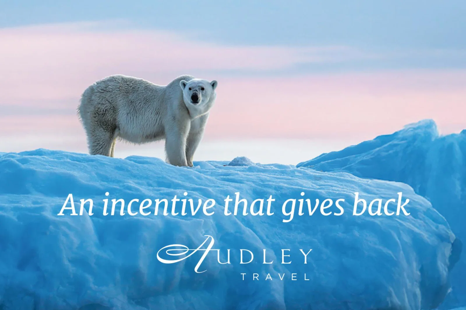 a polar bear on the ice, with words in front of it promoting the booking incentive