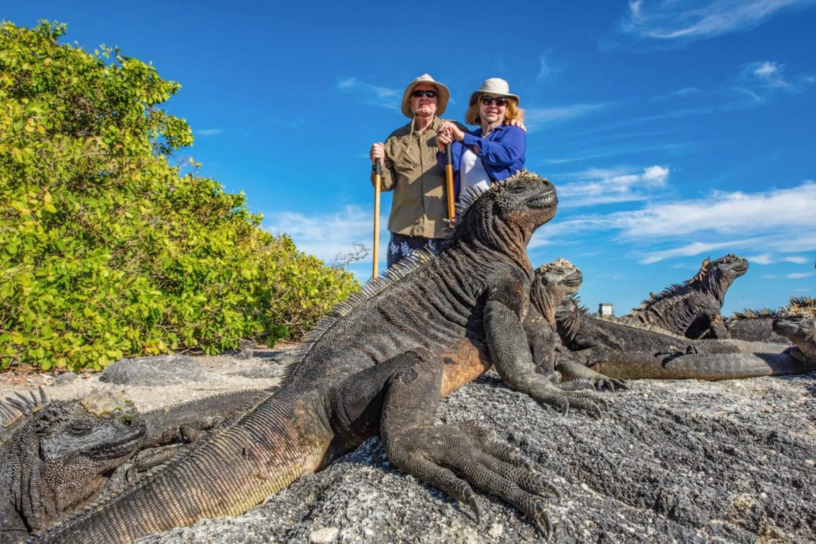 A man and woman look at several iguanas on the beach in the Galapagos Island