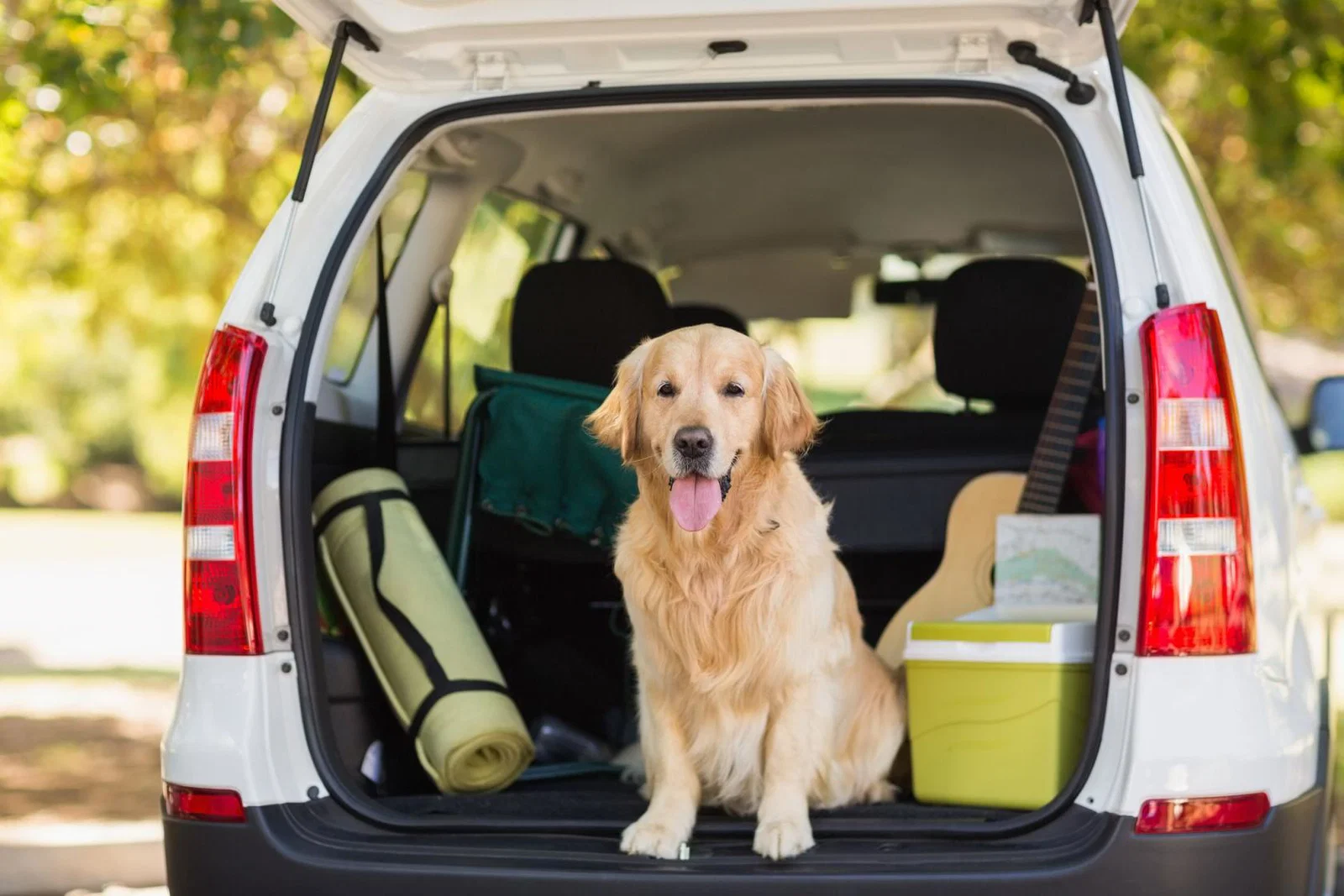A dog sitting in the back of a car on holiday
