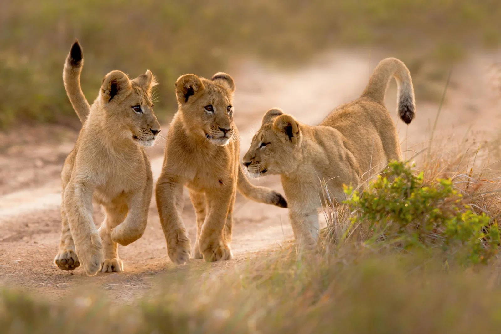 3 lion cubs playing