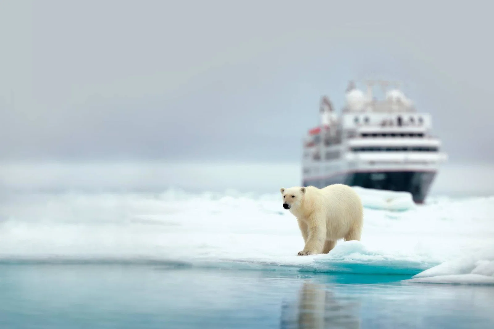 Polar bear and cruise ship in the Arctic