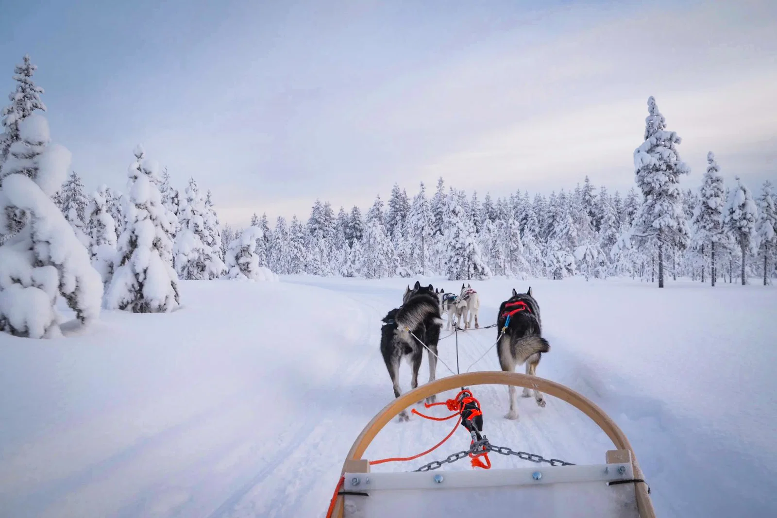 Husky safari in Lapland