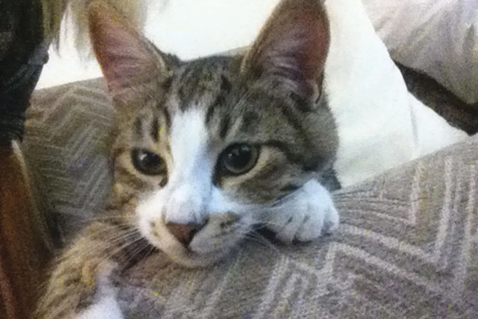 Yiannis-cat.jpg