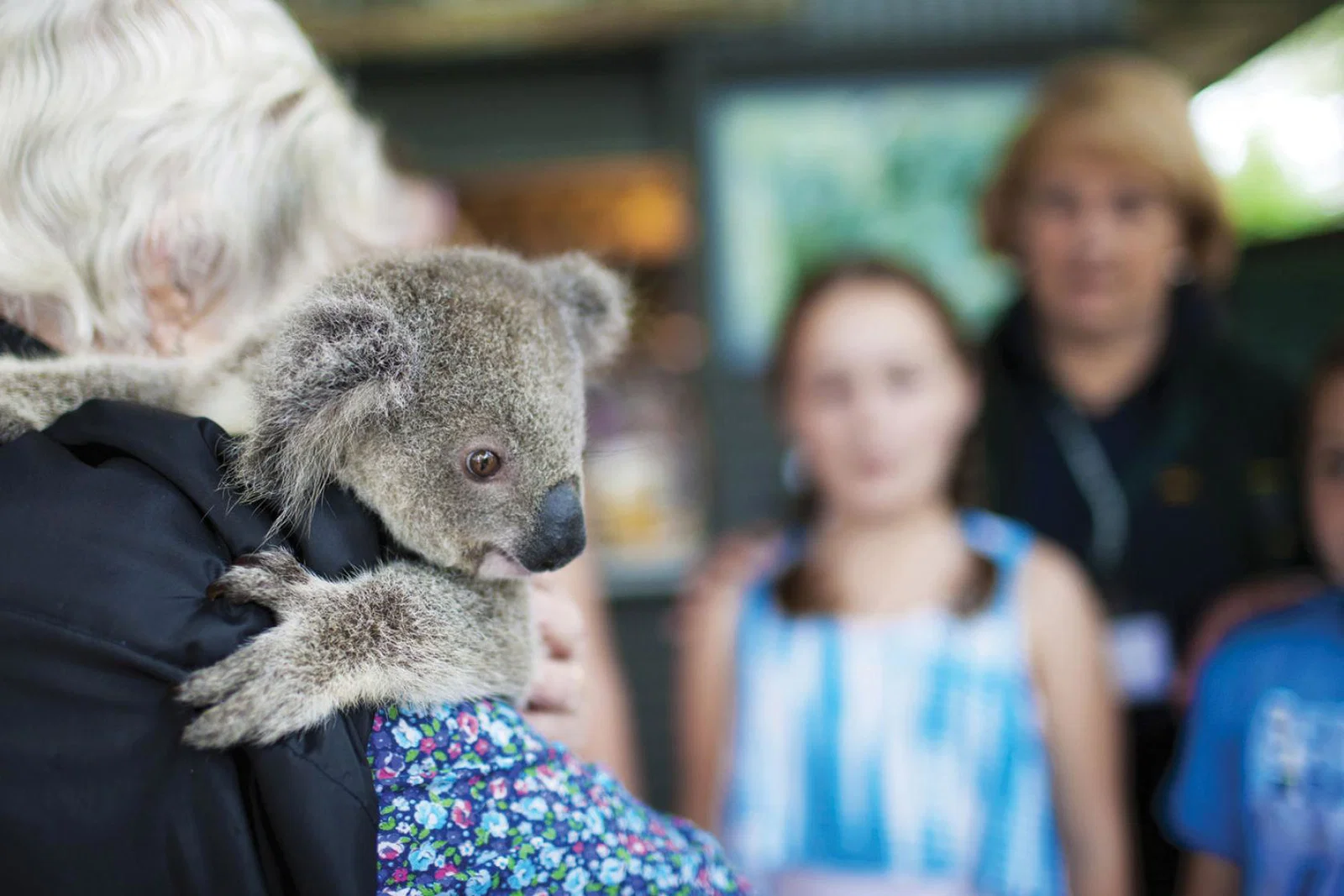 koalapark.jpg