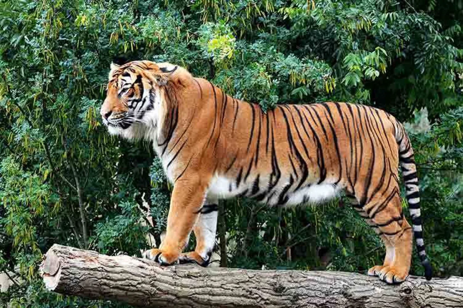 Tiger in Rajasthan.jpg
