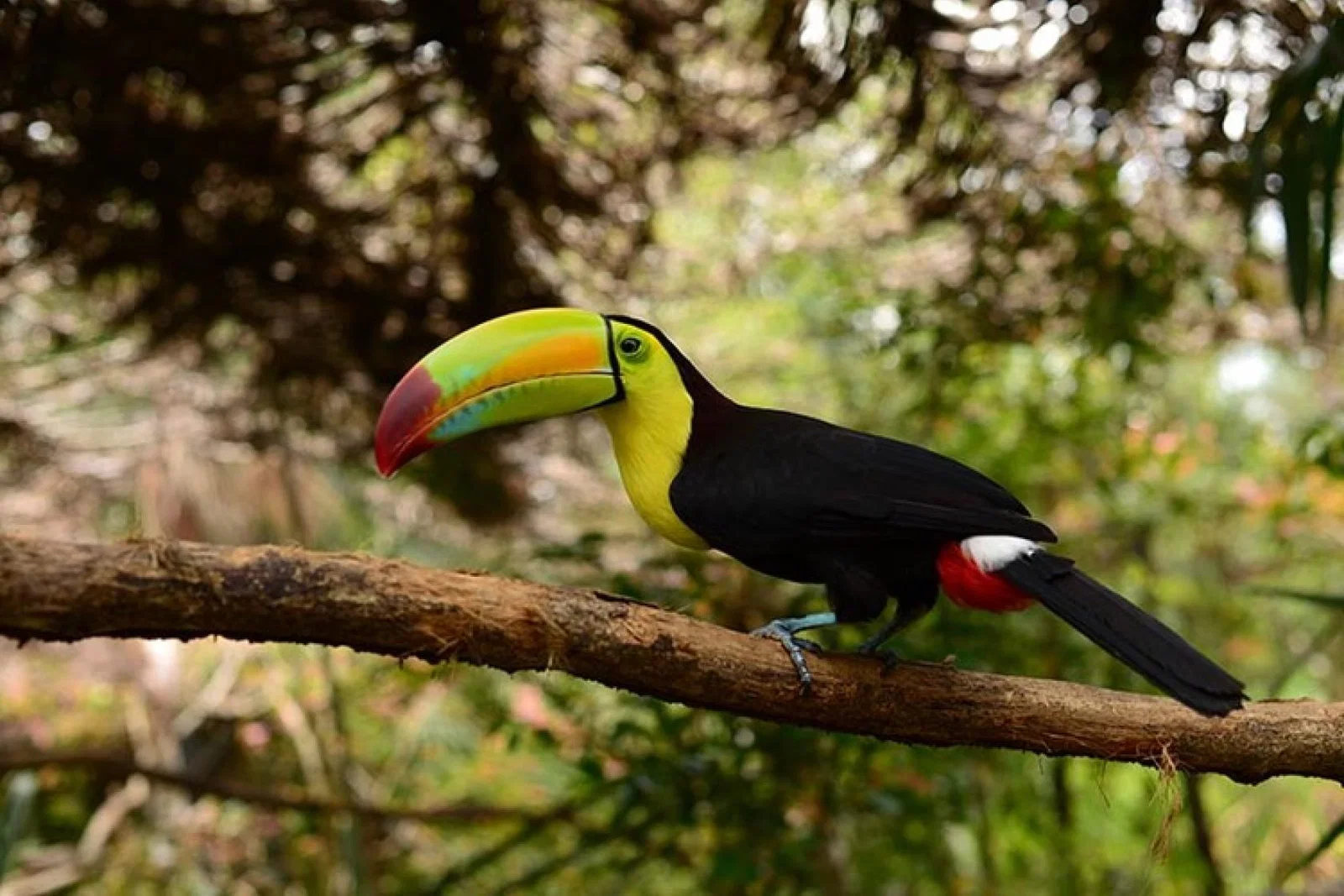 CATA-Belize.jpg