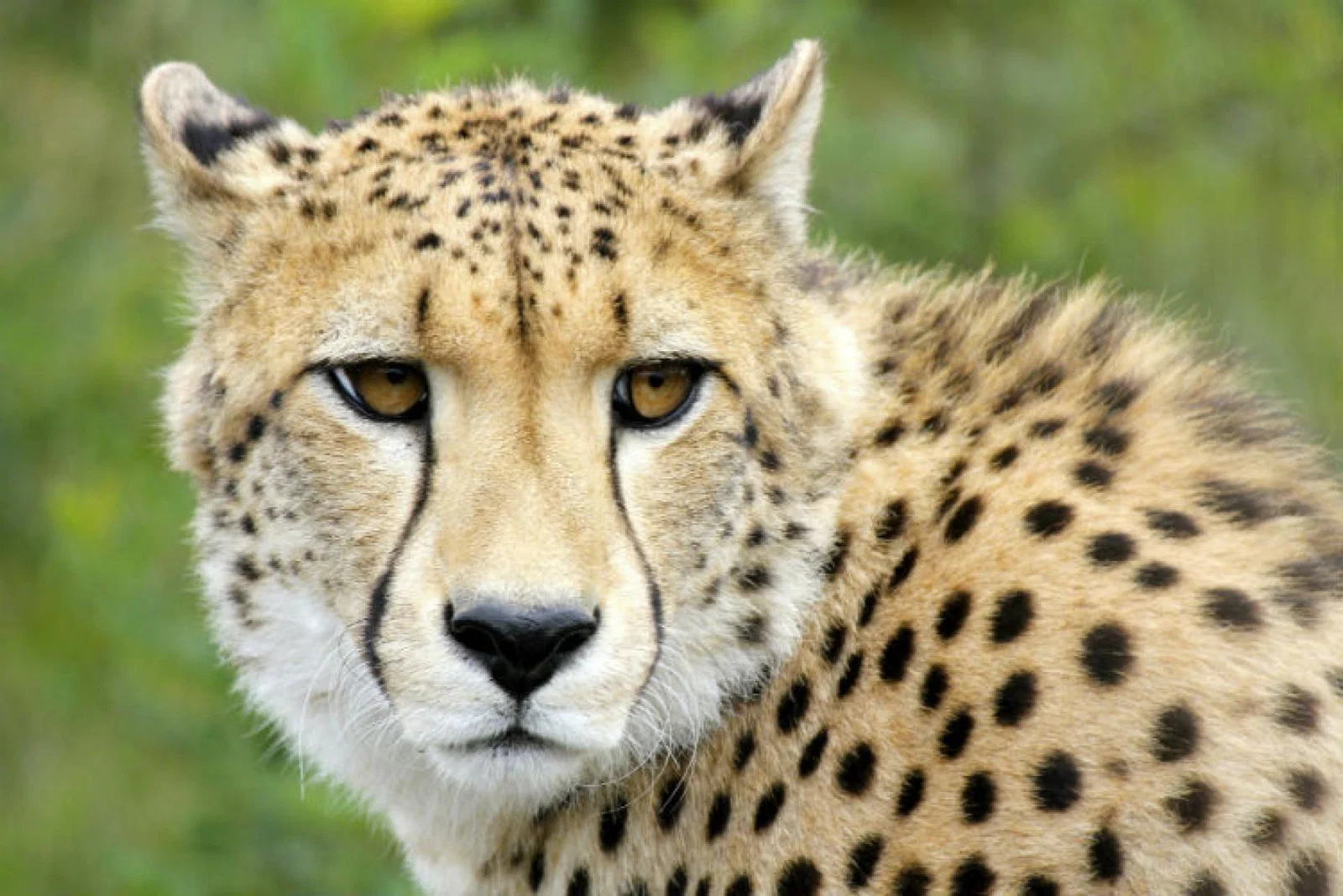 Cheetah