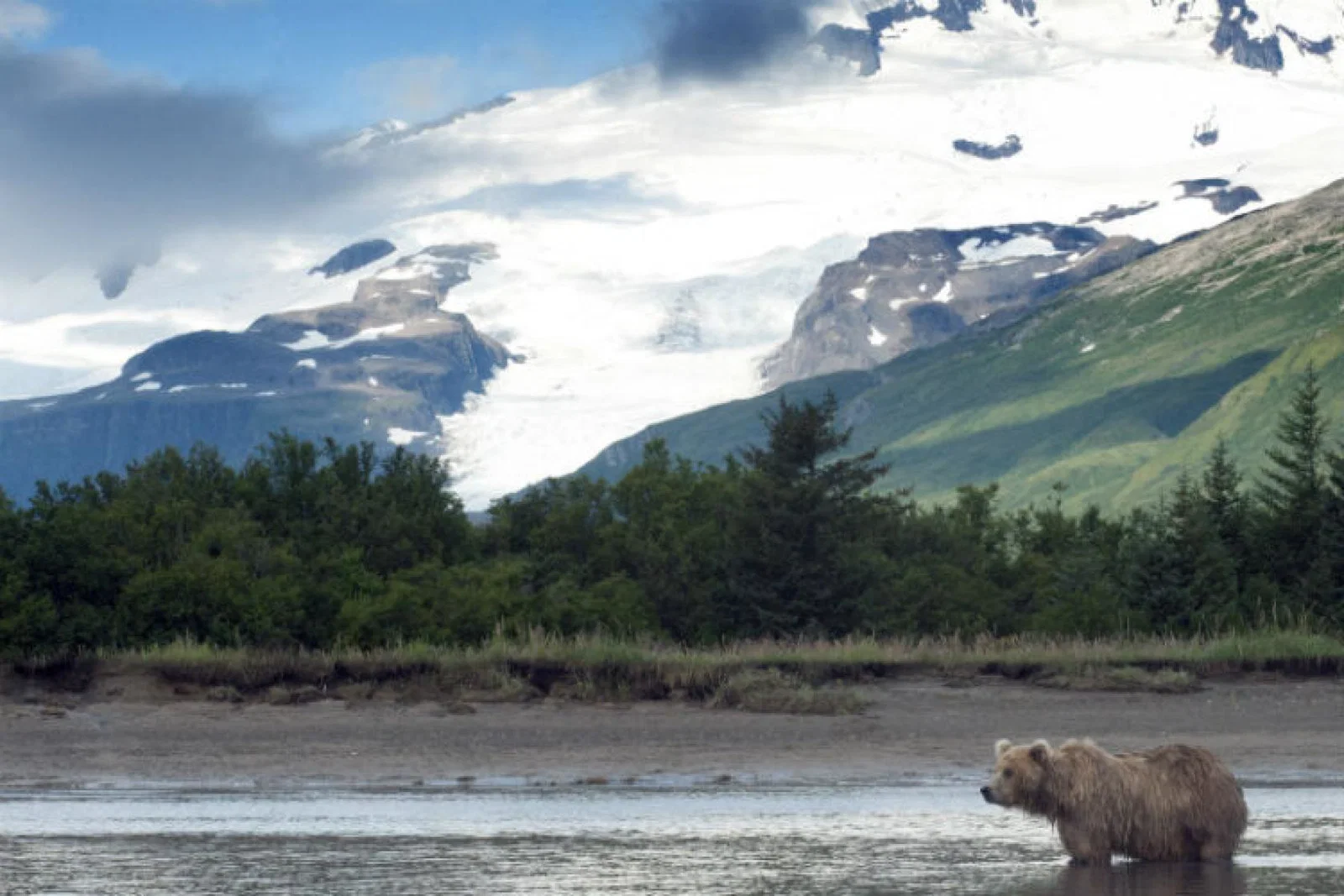 Alaska, bear