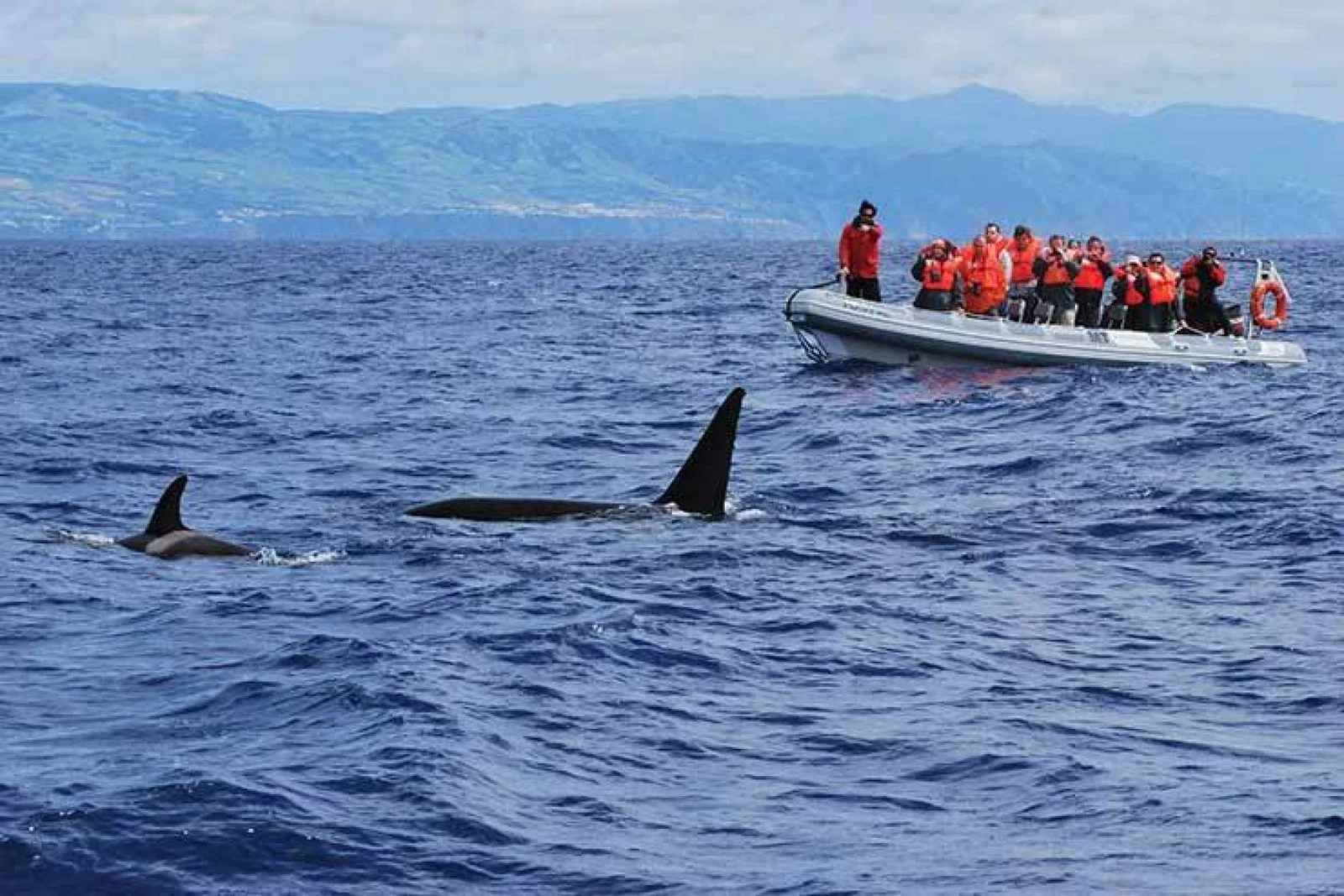 Whale watching