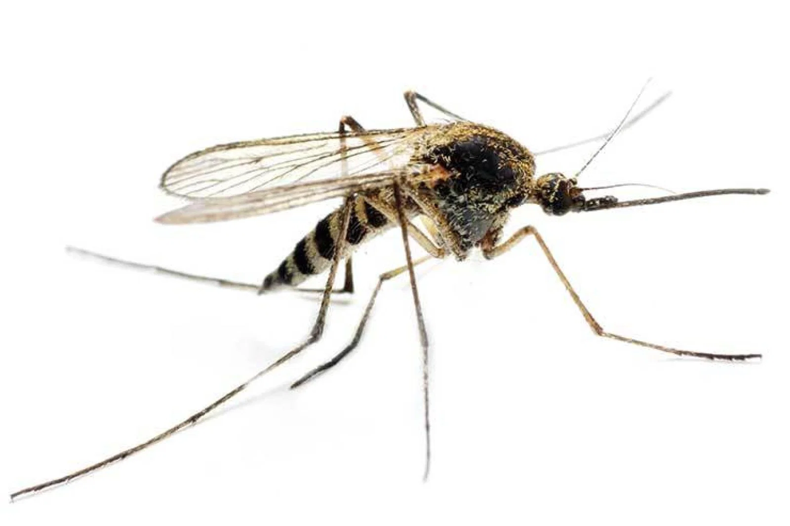 Mosquito ThinkstockPhotos-153097831.jpg