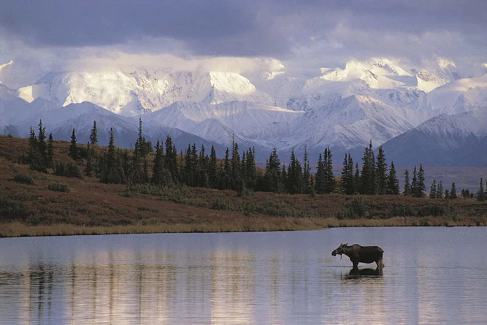 HAL moose image
