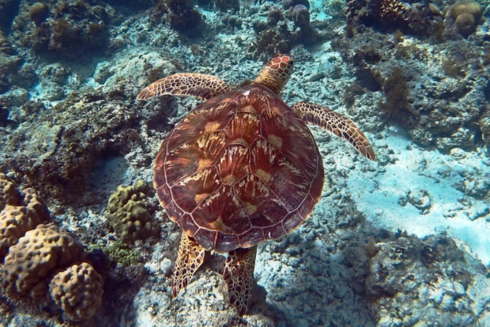 Turtle ThinkstockPhotos-512120552(1).jpg