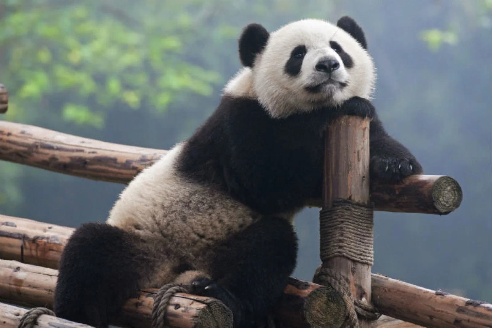 Panda ThinkstockPhotos-468446643