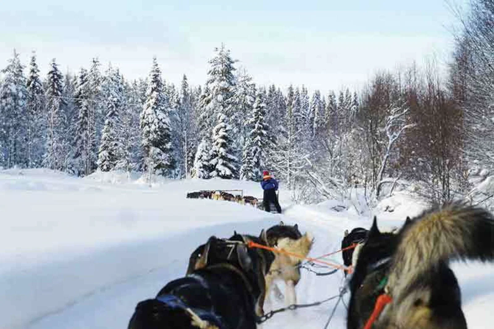 Huskies