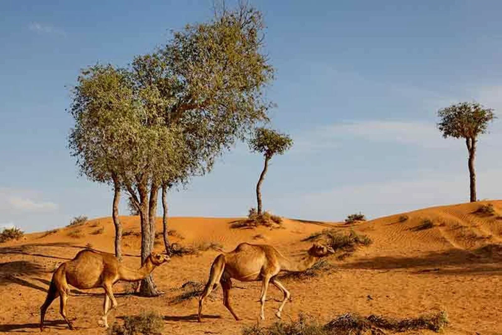 Ras Al Khaimah will offer free Covid tests to visitors until the end of 2020