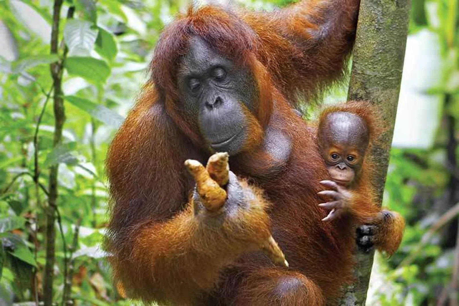 Orang Utan and baby ThinkstockPhotos 179071398