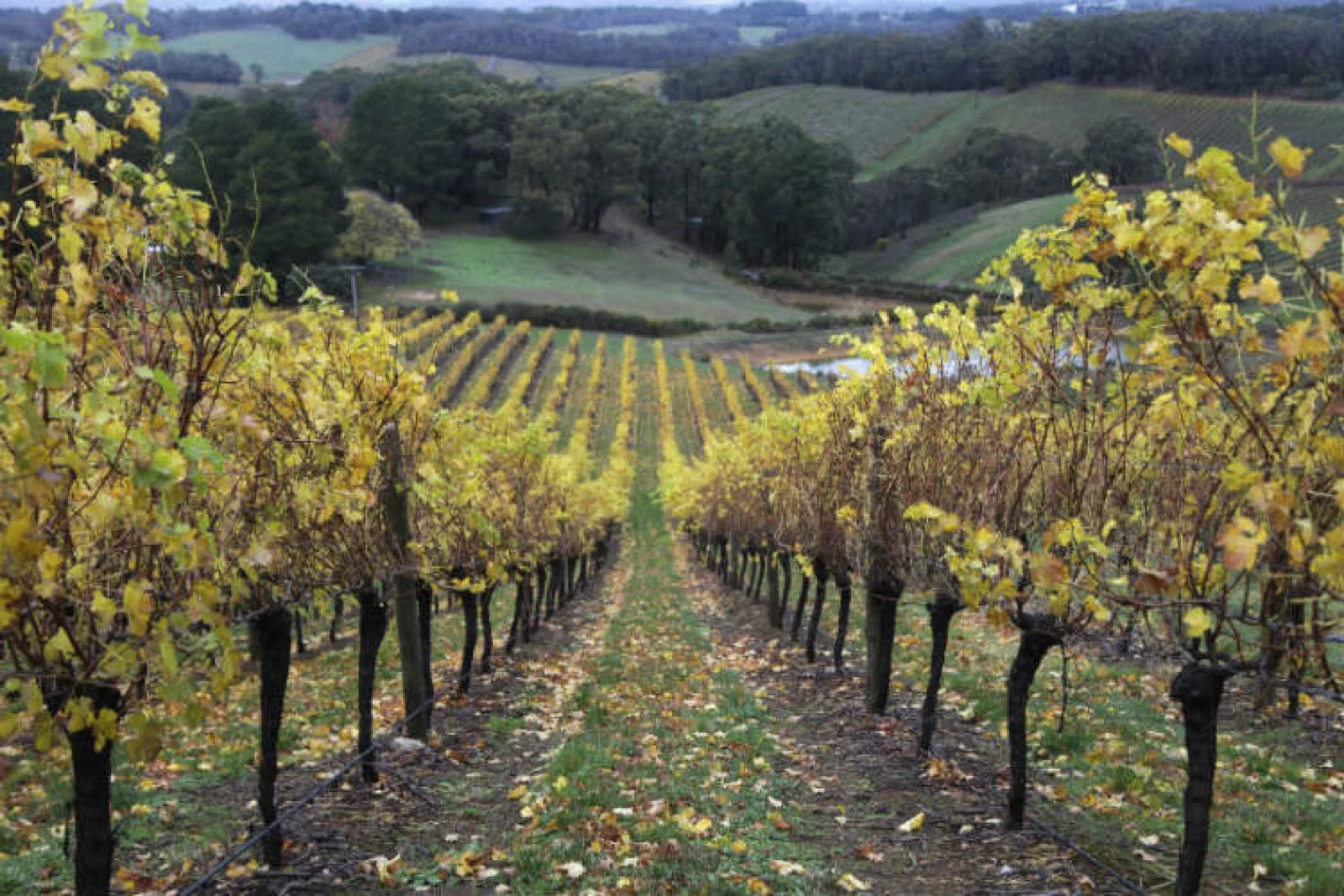 Vines in the Adelaide Hills Australia wine