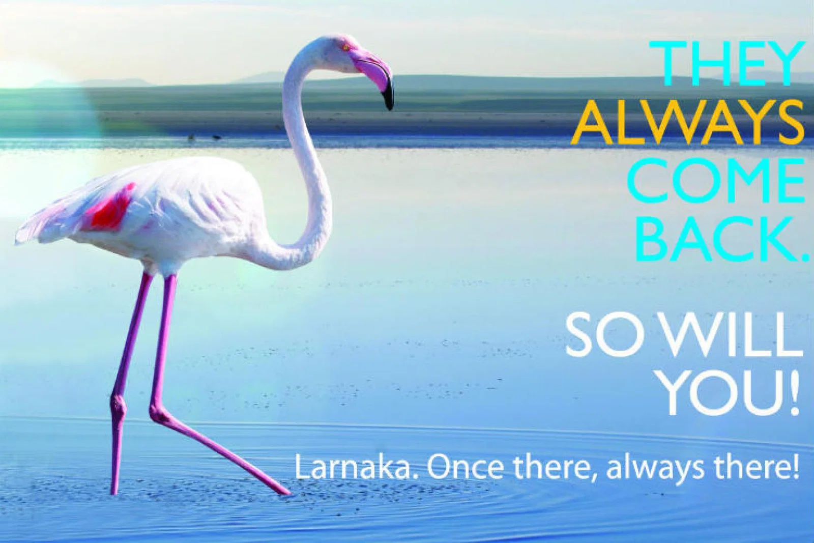 flamingo image.jpg