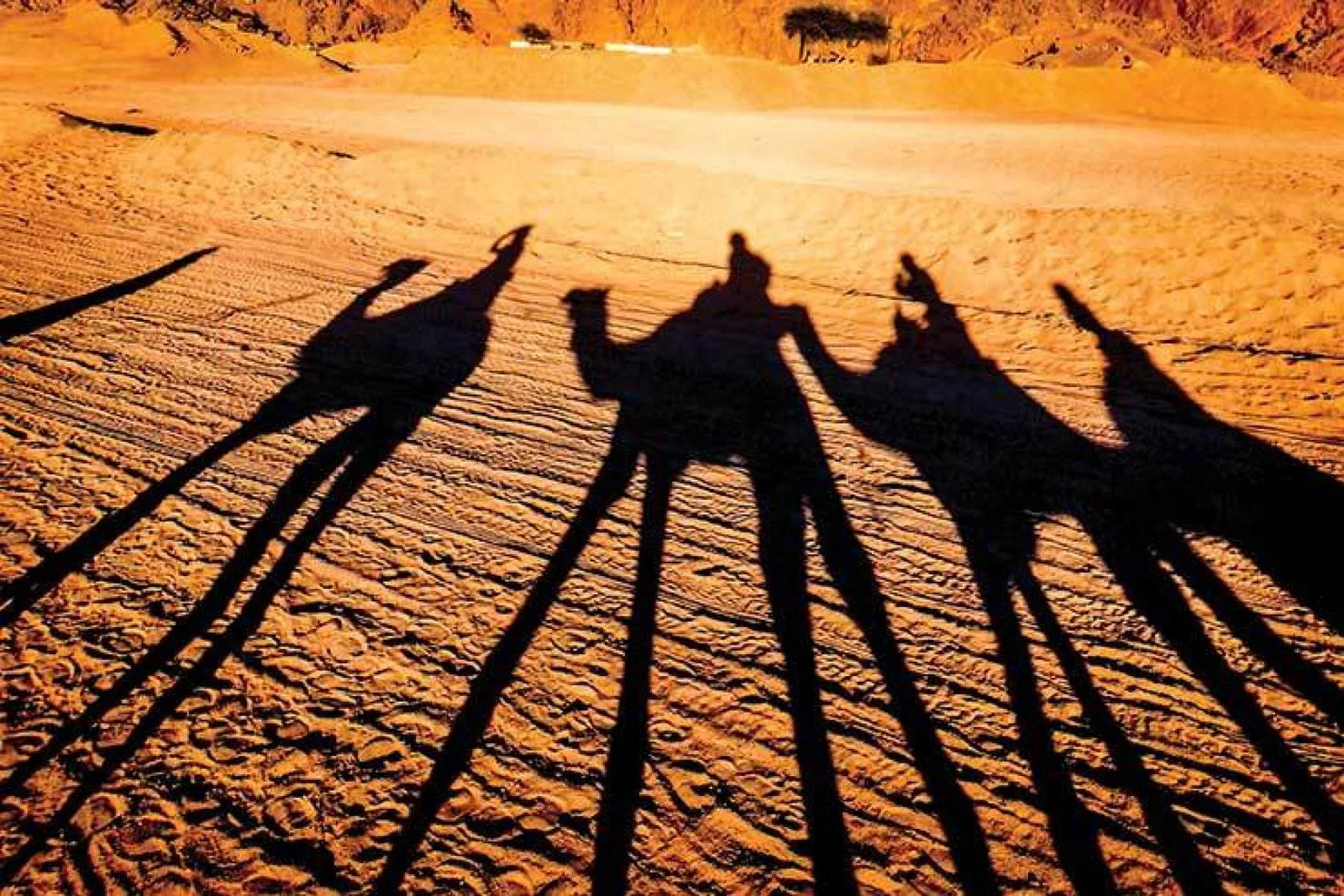 Camels in desert Sharm El Sheikh Egypt iStock_24885392_LARGE