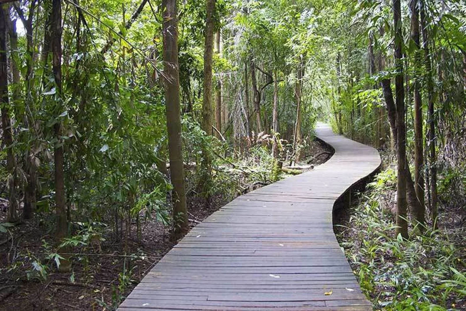 Burma path through jungle pyinoolwin-448132_1920