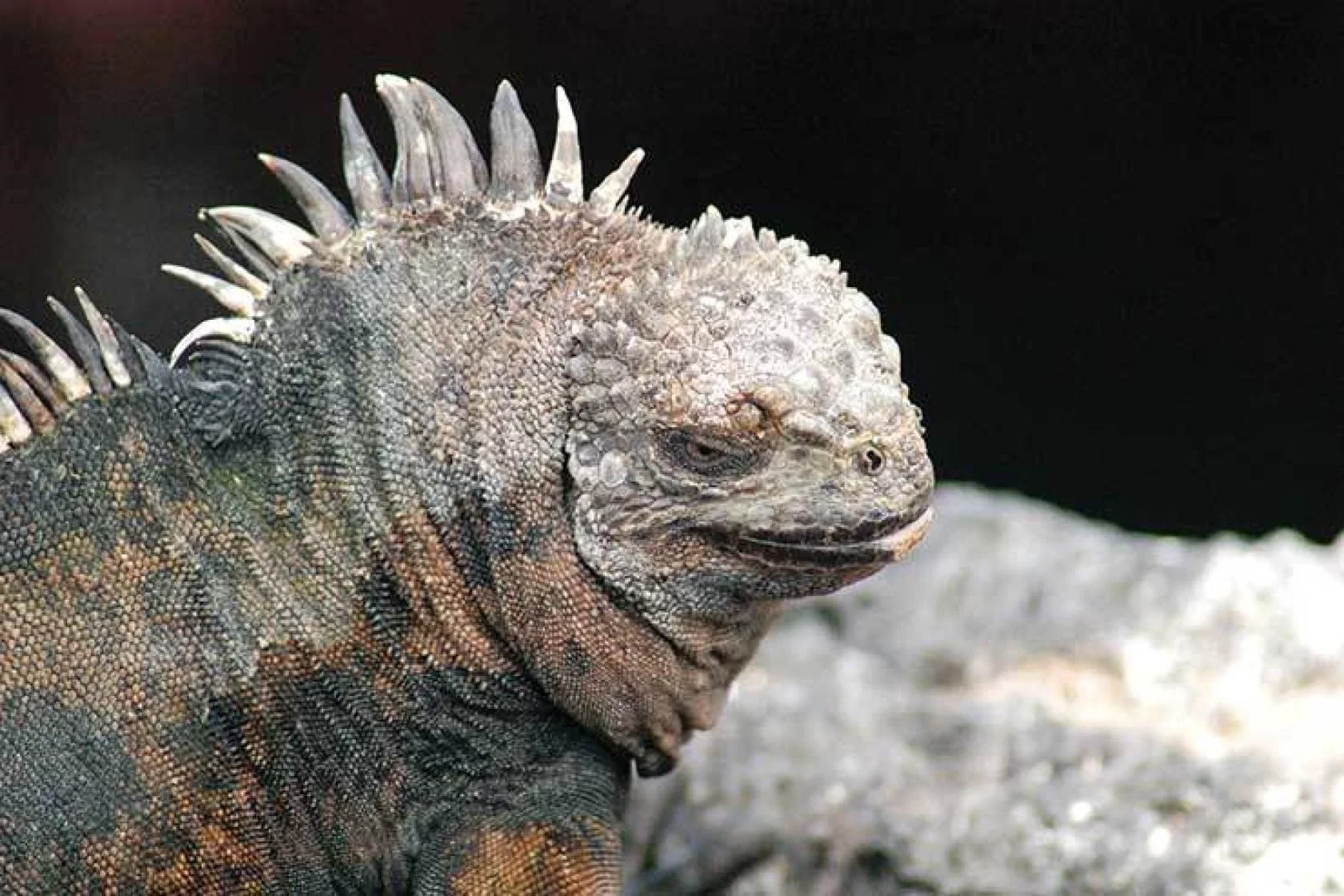 marine iguana