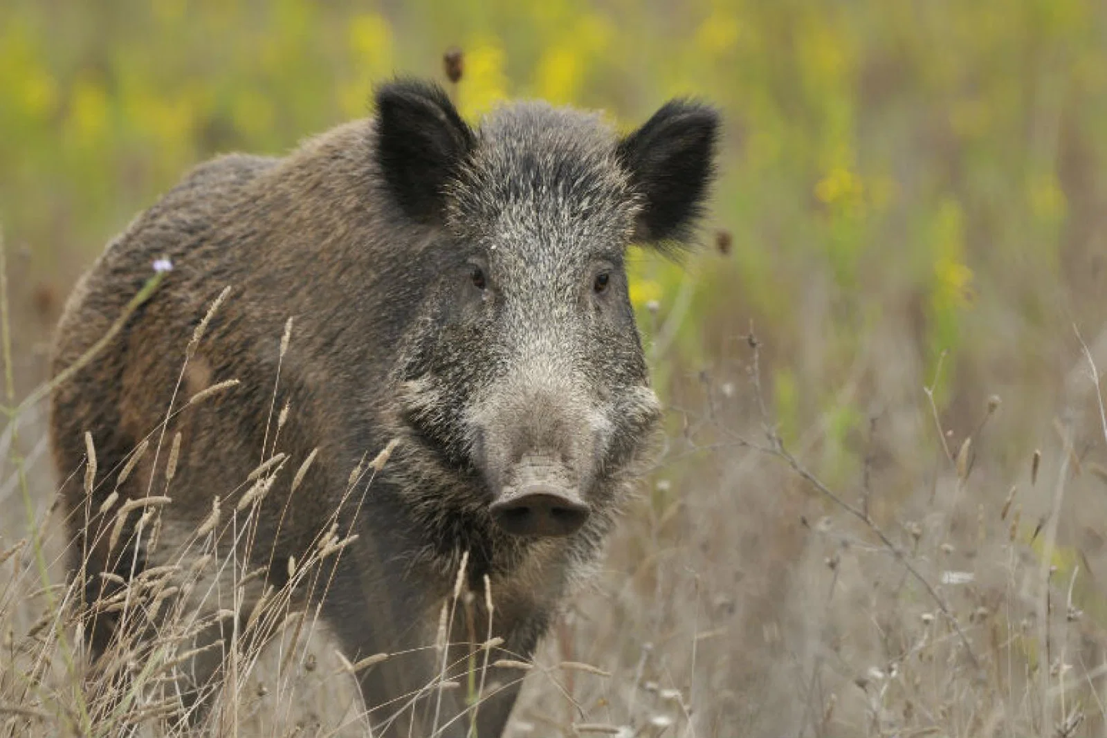 Boar - iStock_84653991_LARGE.jpg