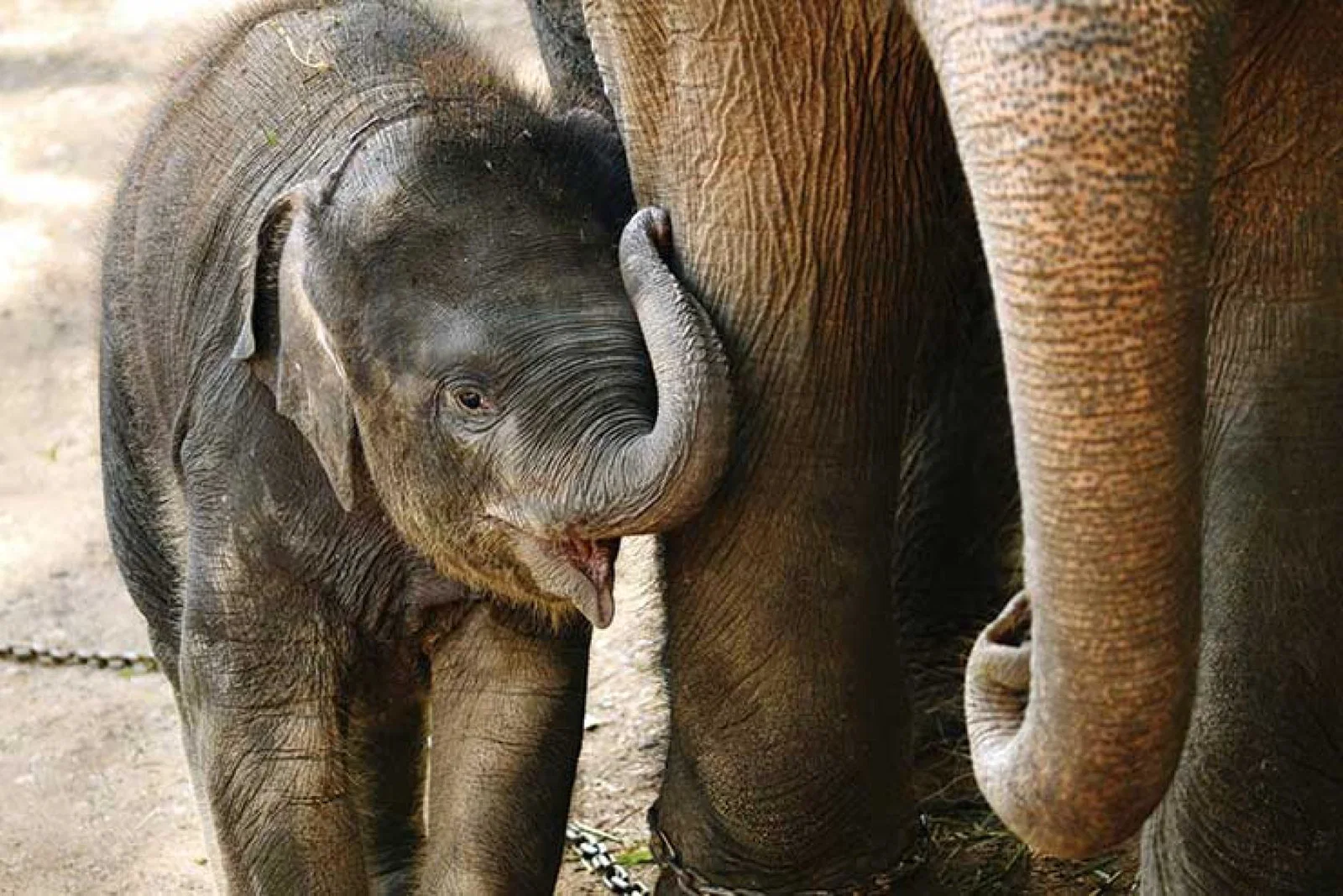 Baby elephant iStock-175249973