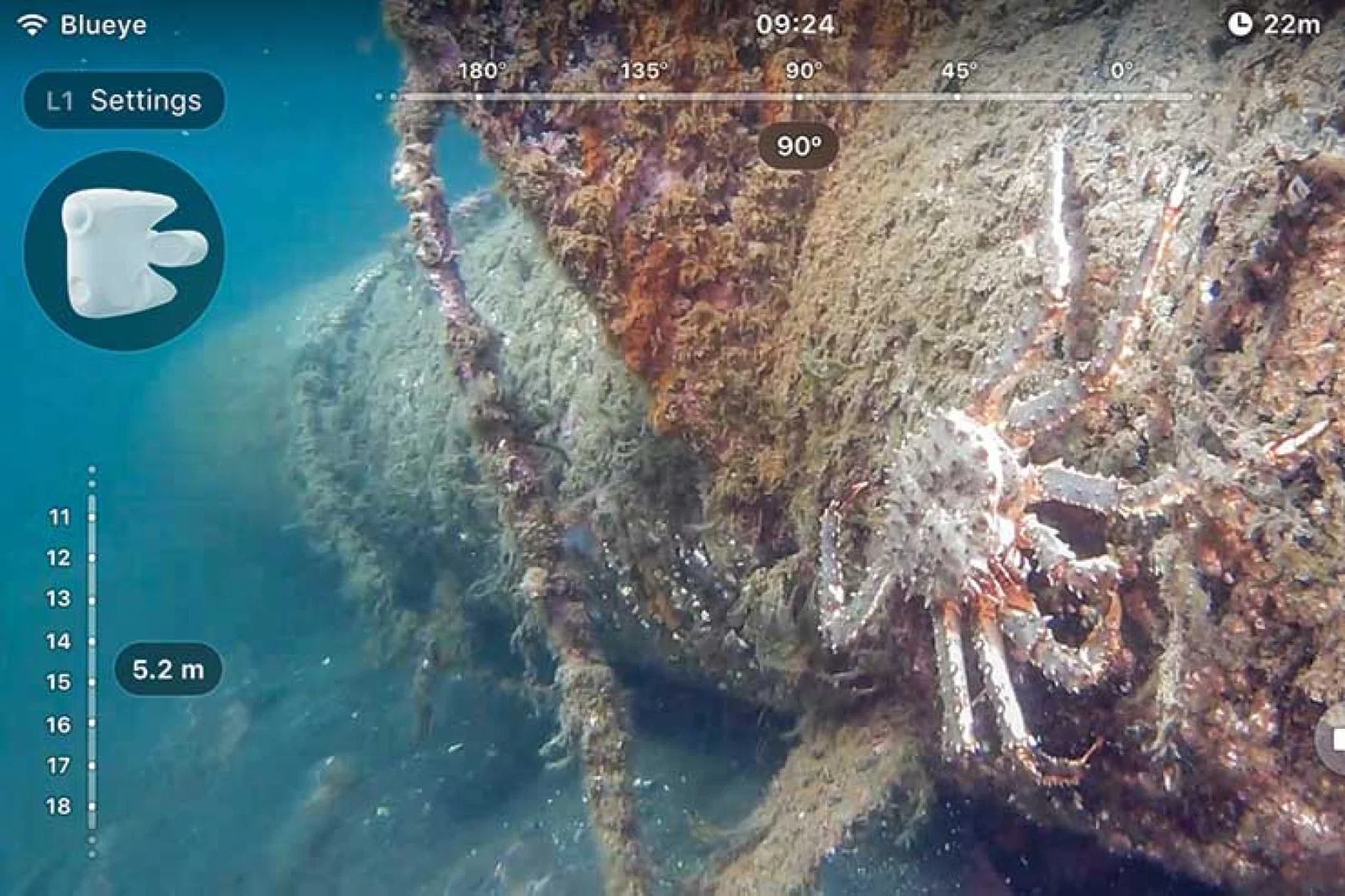 Blue King Crab