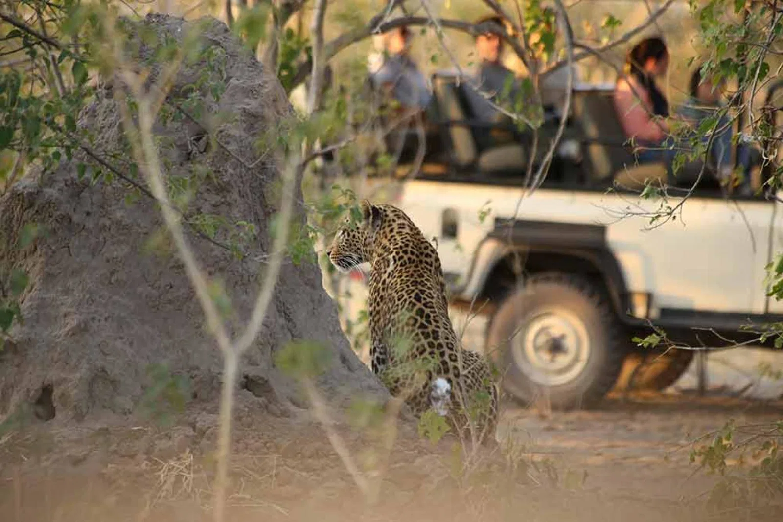 web-Leopard.jpg